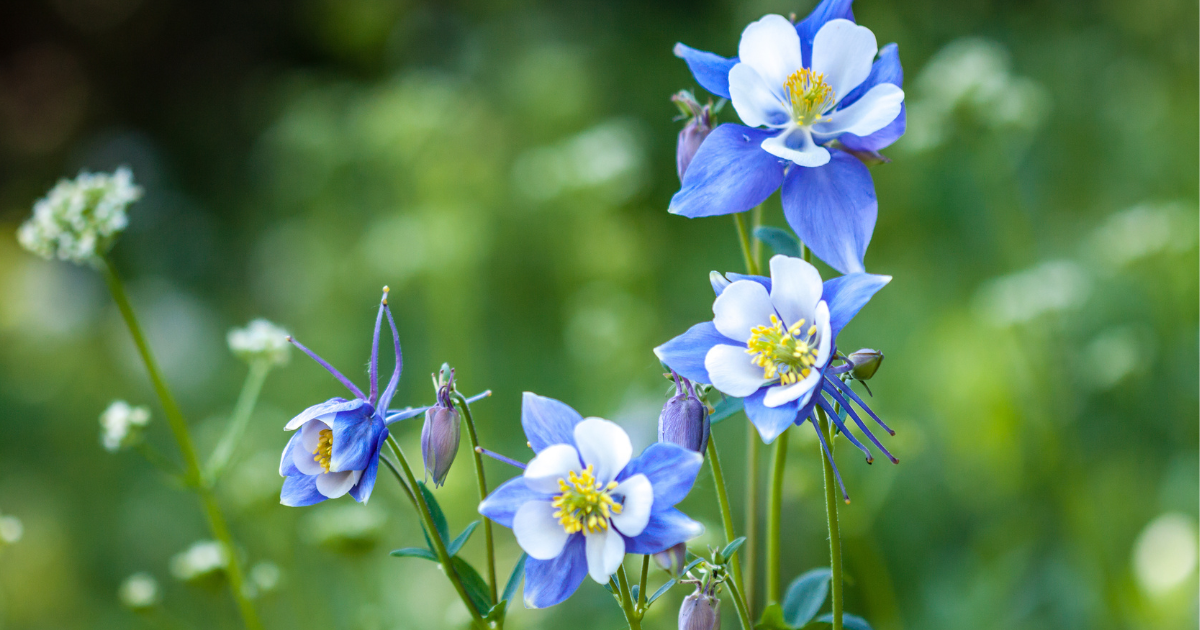 Wildflower Hikes in Boulder County